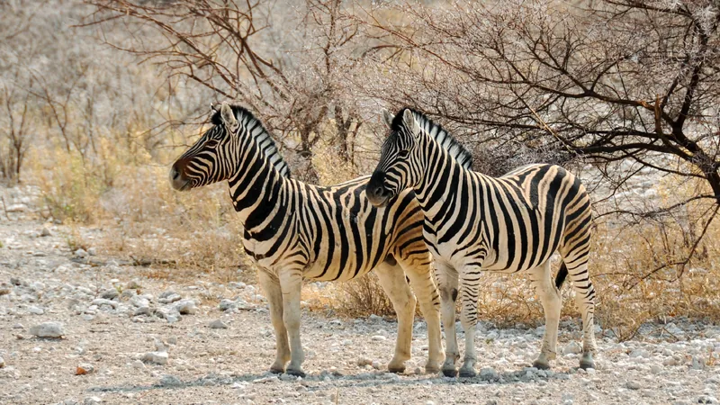 14-Day Mount Meru, Northern Safari & Zanzibar Beach - Tanzania safari gallery image